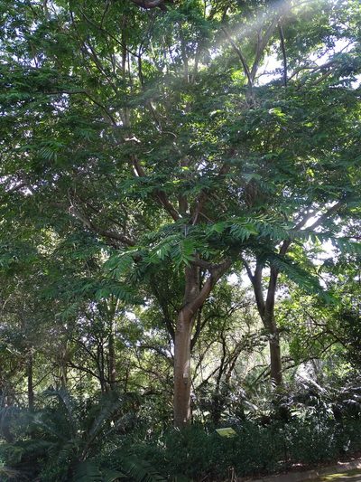 Celtis gomphophylla, photographed by Shaun Swanepoel