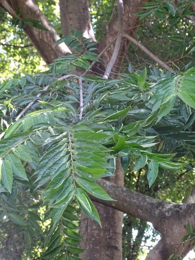 Celtis gomphophylla, photographed by Shaun Swanepoel