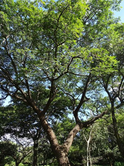 Albizia versicolor, photographed by Shaun Swanepoel