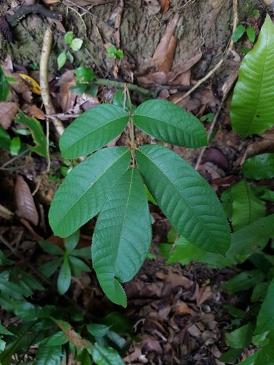 Canarium pilosum, photographed by pbsg