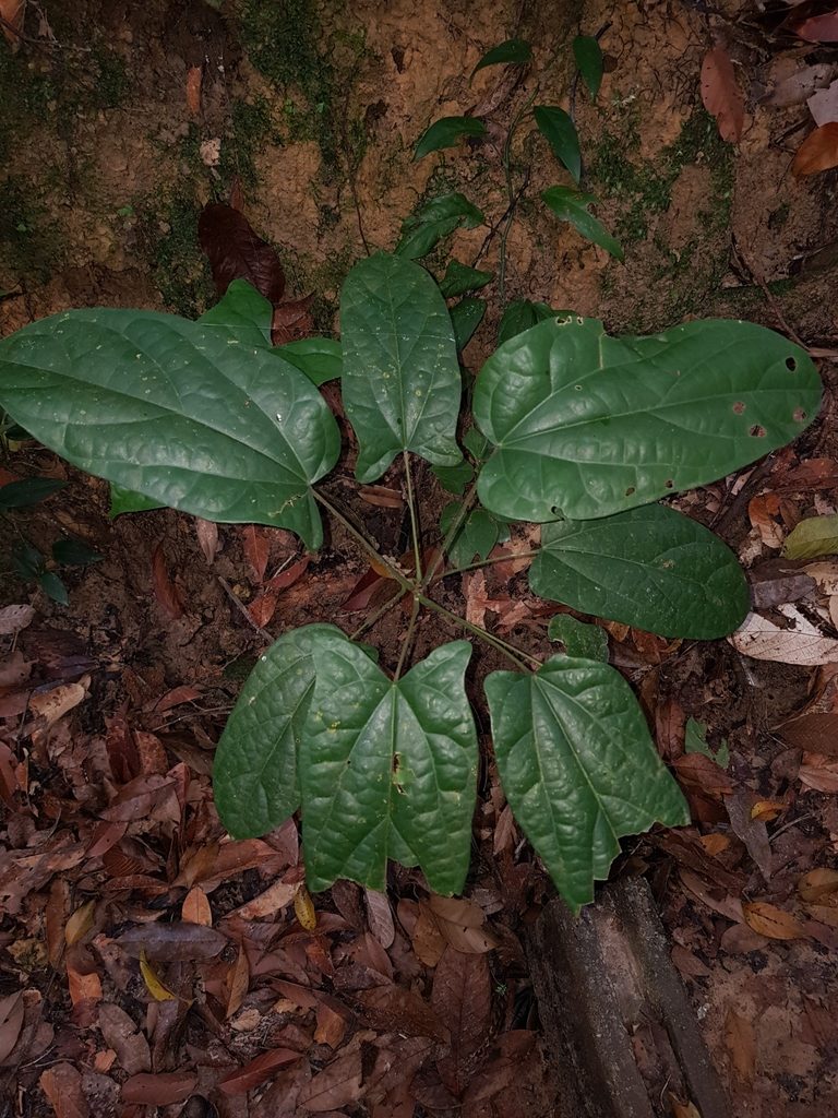 Tinomiscium petiolare, photographed by pbsg