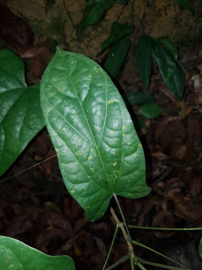 Tinomiscium petiolare, photographed by pbsg