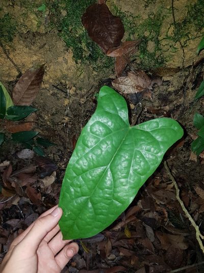 Tinomiscium petiolare, photographed by pbsg