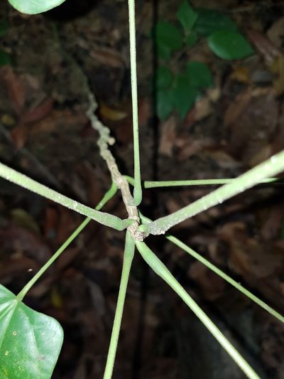 Tinomiscium petiolare, photographed by pbsg