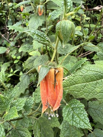 Nasa campaniflora, photographed by Nicolás Baresch Uribe