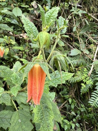 Nasa campaniflora, photographed by Nicolás Baresch Uribe