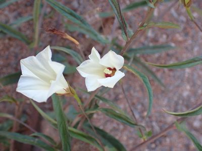 Xenostegia tridentata, photographed by luluchouette