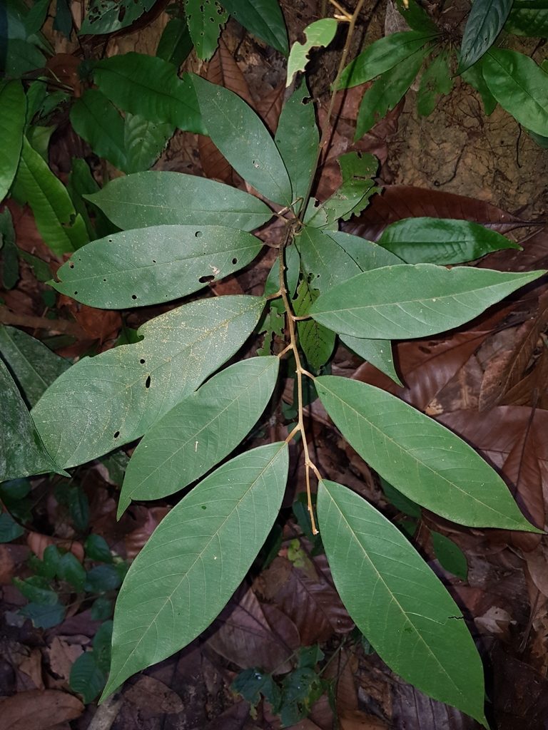 Pyramidanthe kentii, photographed by pbsg