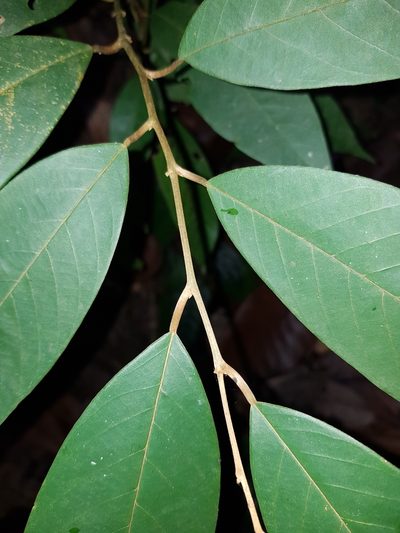Pyramidanthe kentii, photographed by pbsg