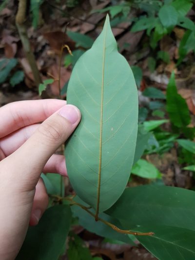 Pyramidanthe kentii, photographed by pbsg