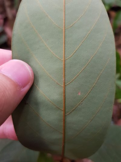 Pyramidanthe kentii, photographed by pbsg