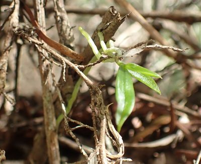 Sarcochilus australis, photographed by corunastylis
