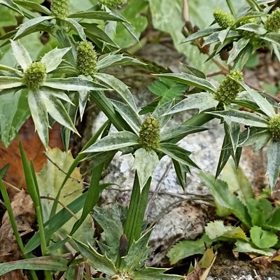 Eryngium foetidum, photographed by Paulmathi Vinod