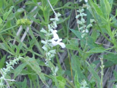Salvia pallida, photographed by María Zeta