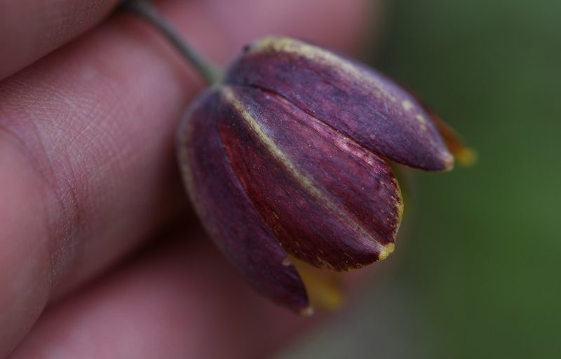 Fritillaria lusitanica, photographed by Paulo Martins