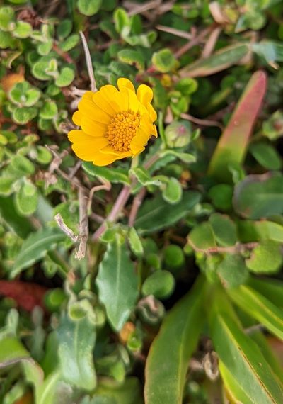 Calendula suffruticosa, photographed by Alan Prather