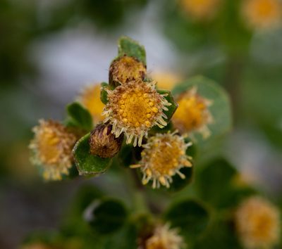 Baccharis rhomboidalis, photographed by Nicolás Villaseca Merino