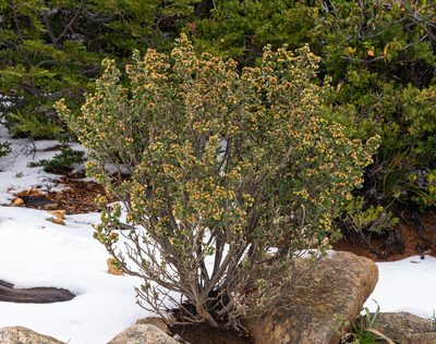 Baccharis rhomboidalis, photographed by Nicolás Villaseca Merino