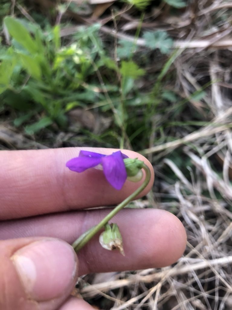 Viola missouriensis, photographed by John Kees