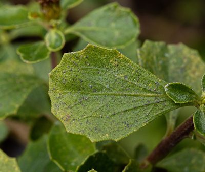 Baccharis rhomboidalis, photographed by Nicolás Villaseca Merino