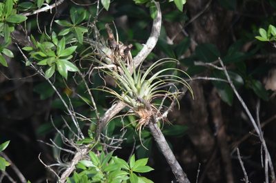 Tillandsia flexuosa, photographed by Jody Shugart