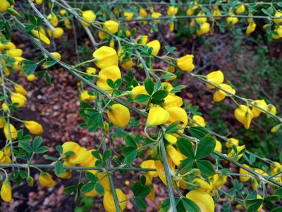 Cytisus arboreus, photographed by Josep Gesti