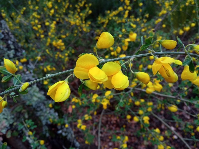 Cytisus arboreus, photographed by Josep Gesti