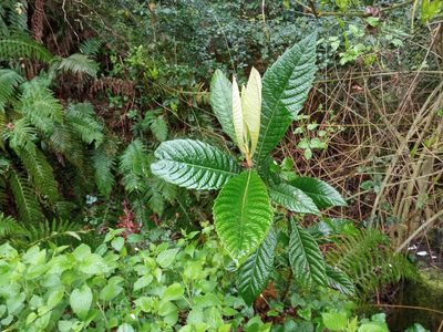 Eriobotrya japonica, photographed by Josep Gesti