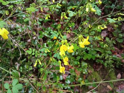 Hippocrepis emerus, photographed by Josep Gesti