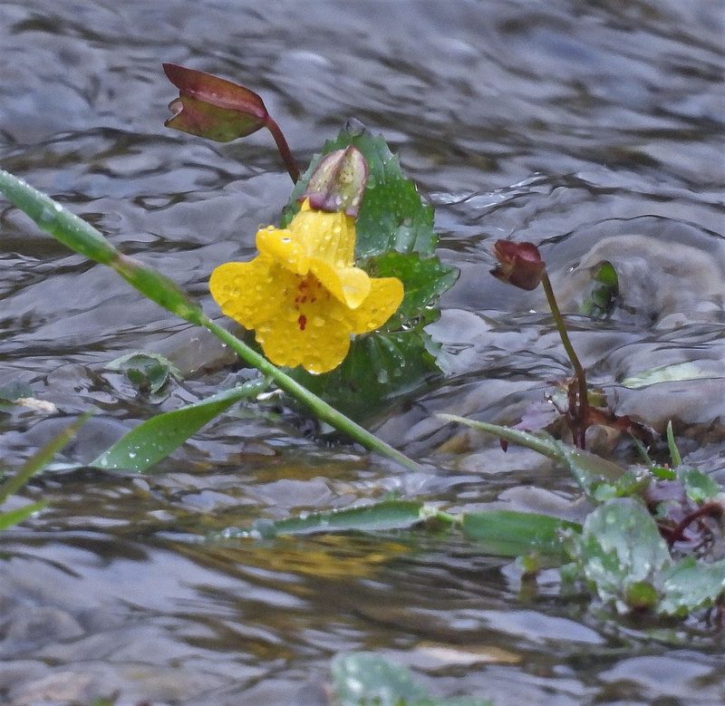 Erythranthe lutea, photographed by Hugo Hulsberg