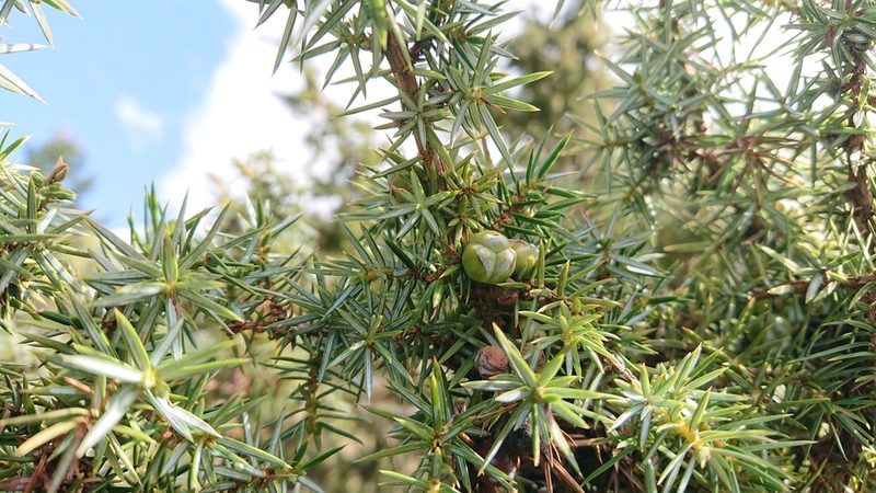 Juniperus formosana, photographed by 沈玟伶(Wen-Ling Shen)