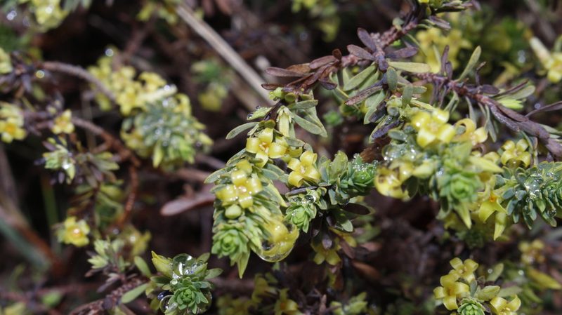 Thymelaea dioica, photographed by Bastien Alegot
