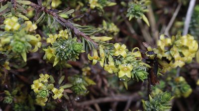Thymelaea dioica, photographed by Bastien Alegot