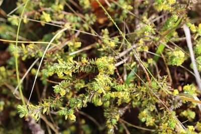 Thymelaea dioica, photographed by Bastien Alegot