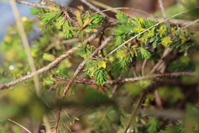 Thymelaea dioica, photographed by Bastien Alegot