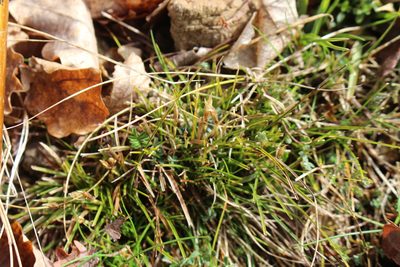 Carex humilis, photographed by Bastien Alegot