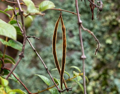 Elytropus chilensis, photographed by Nicolás Villaseca Merino