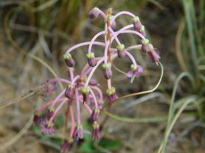 Ledebouria ovalifolia, photographed by Klaus Wehrlin