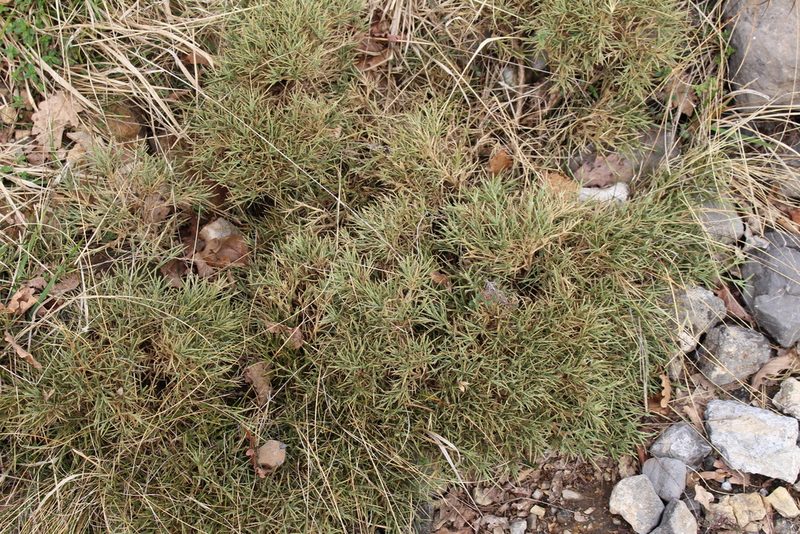 Echinospartum horridum, photographed by Bastien Alegot