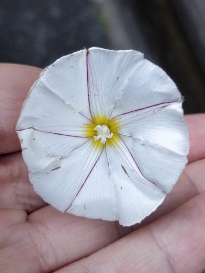 Convolvulus massonii, photographed by Vítor Jorge