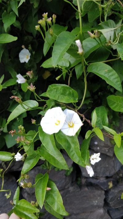Convolvulus massonii, photographed by Vítor Jorge