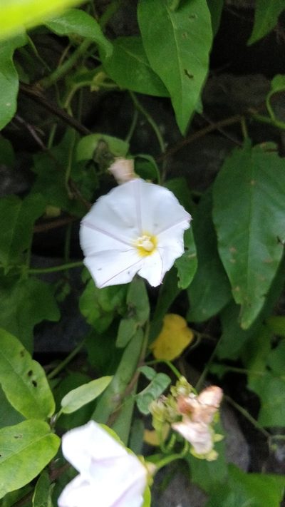 Convolvulus massonii, photographed by Vítor Jorge
