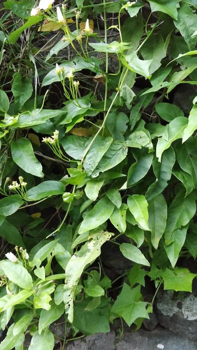 Convolvulus massonii, photographed by Vítor Jorge