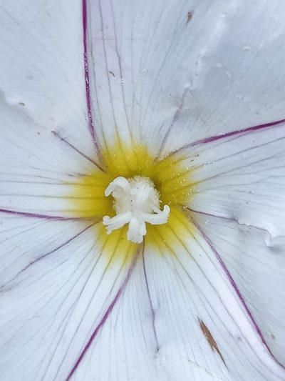 Convolvulus massonii, photographed by Vítor Jorge
