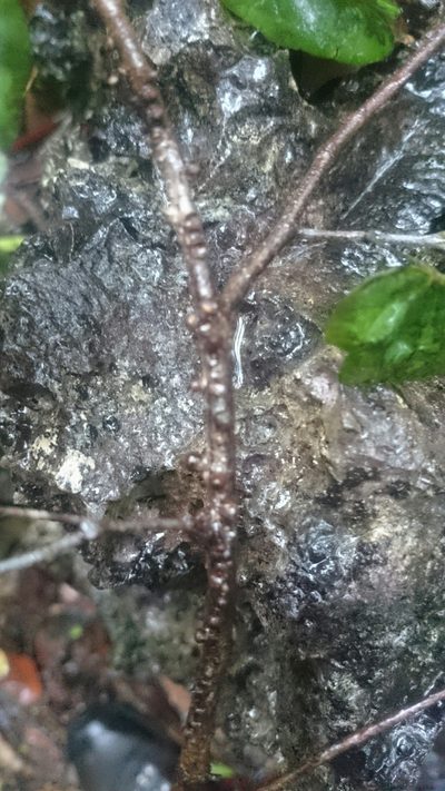 Pilostyles blanchetii, photographed by purperlibel