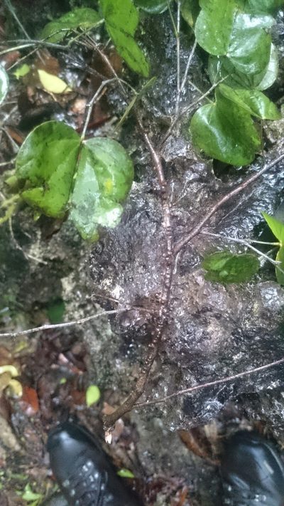 Pilostyles blanchetii, photographed by purperlibel