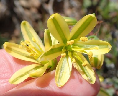 Coilonox suaveolens, photographed by Peter Warren