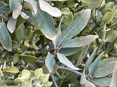 Quercus grisea, photographed by CK2AZ