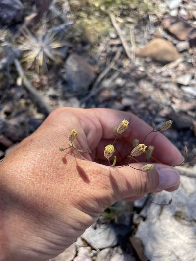 Malperia tenuis, photographed by Sula Vanderplank