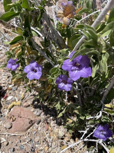 Ruellia californica, photographed by Sula Vanderplank